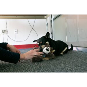 KONG Wild Knots Bear Dog Toy - Brown - XS