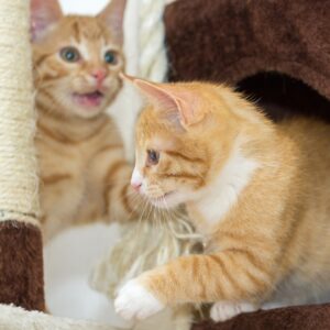 Pet Pal 6-Tier Cat Tree Tower with Cat Bed, Brown