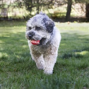 KONG Signature Balls Dog Toy - 2pk - M