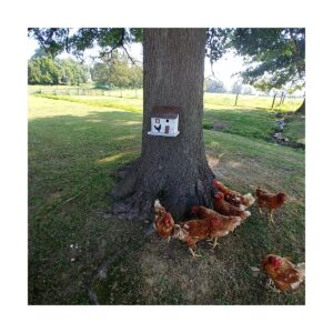 Home Bazaar HBA-1012 Handcrafted Freestanding Cumberland Chicken Coop Hen House Birdhouse for Wrens, Finches, Chickadees, and More