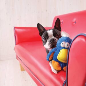 KONG DoDo Bird Dog Toy - Colors May Vary - M