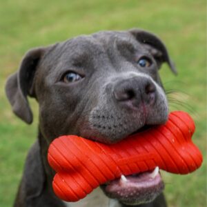 Playology Beef Scent Bone Dog Toy - Red - S