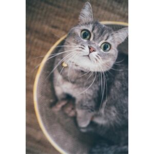 Necoichi Cozy Cat Scratcher Bowl