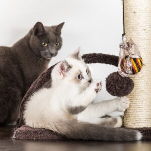 Pet Pal 5-Tier Cat Tower and Kitty Condo, Gray