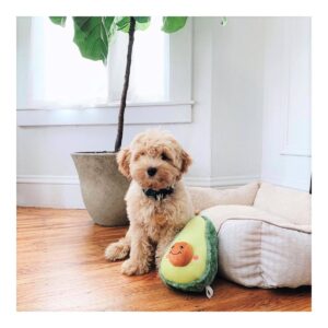 ZippyPaws NomNomz Avocado Dog Toy