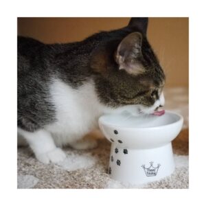 Necoichi Raised Cat Food Bowl