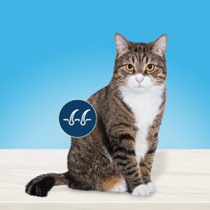 Blue Buffalo True Solutions Regular Indoor Adult Cat Chicken Dry Cat Food - 11lbs