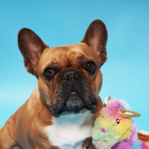 PetShop by Fringe Studio Rainbow Dragon Dog Toy - Gold