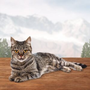 Blue Buffalo Wilderness Grain Free Chicken & Trout Recipe Crunchy Cat Treats - 2oz