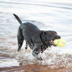 KONG AirDog Football Toy - M