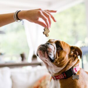 Buddy Biscuits Oven Baked Treats with Bacon and Cheese Dry Dog Treats - 16oz
