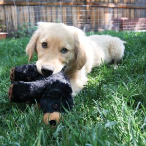 KONG Comfort Kiddos Bear Dog Toy - L
