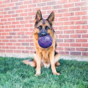 KONG Flexball Dog Toy - M/L