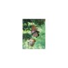 Acorn Bird Feeder - GARDENER'S SUPPLY CO.