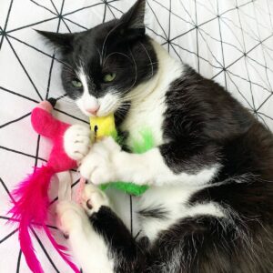 Quirky Kitty Pineapple & Flamingo Cat Toy