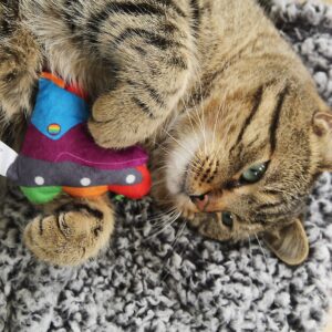 Quirky Kitty Roll with Pride Cat Toy - Blue