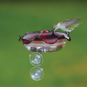 Droll Yankees The Ruby Sipper Window Hummingbird Feeder - Clear