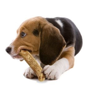 Nylabone Nubz Bacon Twin Pack Jumbo Dog Chews Dental Dog Treats
