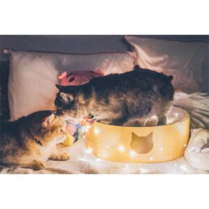 Necoichi Cozy Cat Scratcher Bowl