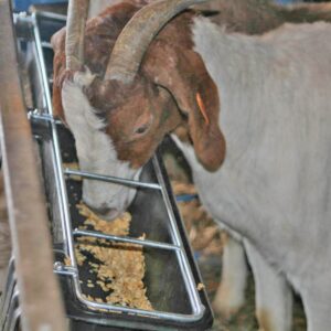 Little Giant HF9BLACK Hook Over Goat Trough Heavy Duty Galvanized Steel 9 Quart Feeder, Black