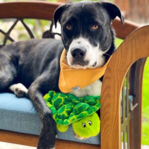 ZippyPaws Squeakie Crawlers SlowPoke the Turtle Dog Toy