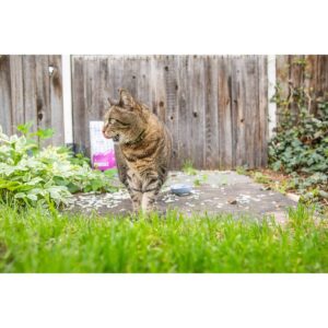 I and Love and You Naked Essentials Salmon and Trout Dry Cat Food - 3.4lbs