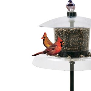 Droll Yankees Jagunda with Auger Squirrel Proof Platform and Hopper Feeder