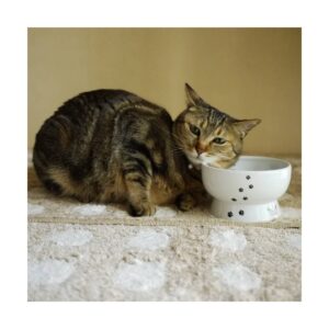 Necoichi Raised Cat Water Bowl