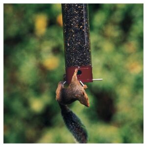 Droll Yankees Yankee Dipper Collapsing Straight Perch Squirrel Proof Bird Feeder - Red - 21"