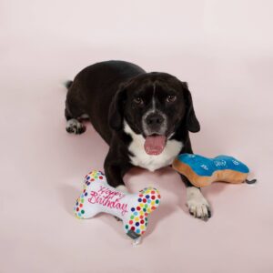 PetShop by Fringe Studio Brithday Bone Cookies Dog Toy