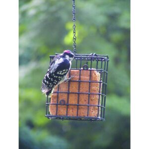 Birds Choice Hot Pepper Suet Cake 11.75oz, Case of 12