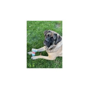 Molly's Barkery Ice Pop Dog Treats - 2oz