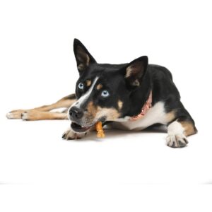 Oinkies Lasting Chew Bones Chicken Dog Treats - 12ct