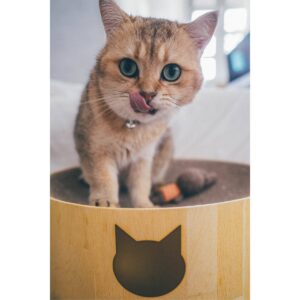 Necoichi Cozy Cat Scratcher Bowl