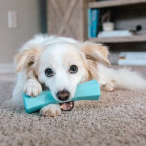 Playology Peanut Butter Scent Chew Stick Dog Toy - Blue - L