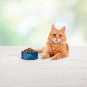 Blue Buffalo Freedom Grain Free Indoor with Chicken, Peas & Potatoes Mature Premium Senior Dry Cat Food - 11lbs
