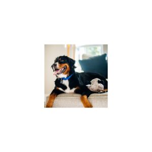 ZippyPaws - Arctic Pals Burrow, Interactive Squeaky Hide and Seek Plush Dog Toy - Penguin Cave
