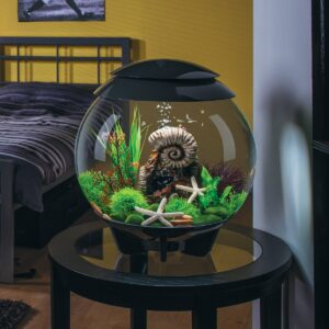 biOrb Ancient Conch Ornament Aquarium Sculptures - Brown