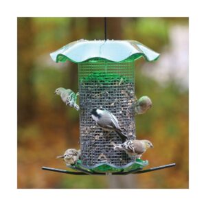 Birds Choice 3qt Forever Black Oil Sunflower - Green