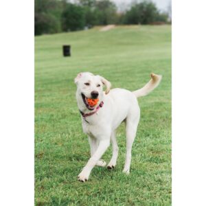 Chuckit! Breathe Right Fetch Ball Dog Toy - Orange - M