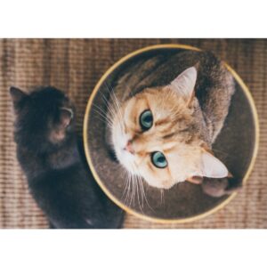 Necoichi Cozy Cat Scratcher Bowl