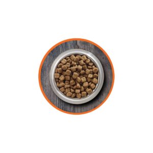Iams Proactive Health High Protein Chicken & Salmon Recipe Adult Premium Dry Cat Food - 6lbs