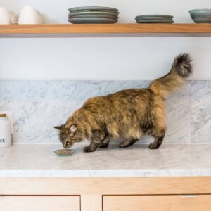 I and Love and You Purrky Turkey Pate Wet Cat Food - 3oz