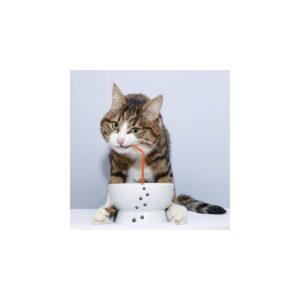 Necoichi Raised Cat Water Bowl
