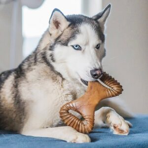 Benebone Dental Chew Bacon Dog Toy - Brown - M