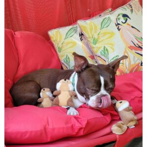 ZippyPaws Miniz Chipmunks Dog Toy - 3pk