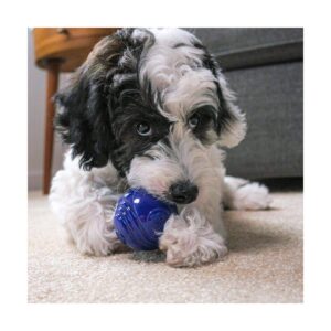 Rocco & Roxie Supply Co. Nearly-Indestructible Ball Dog Toy - 2.5"
