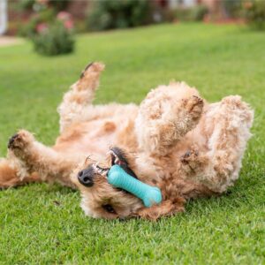 Playology Peanut Butter Scent Bone Dog Toy - Blue - M