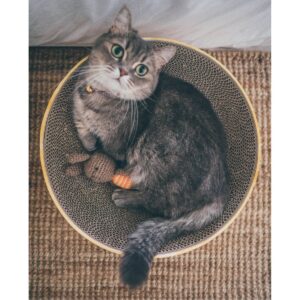 Necoichi Cozy Cat Scratcher Bowl