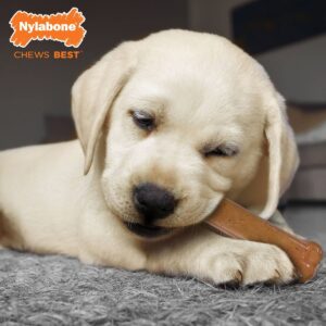 Nylabone Puppy Starter Pack Dog Toy - Brown